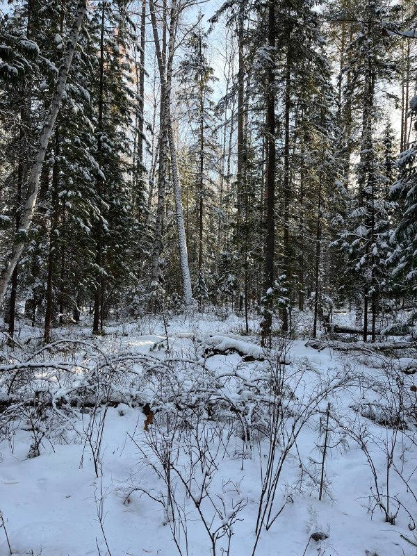 Сибирская Одиссея: Через Тайгу К Острову Ольхон (2/19)