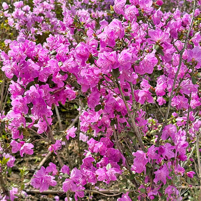 Цветение маральника на Алтае. Майские в сиреневых горах. (15/79)