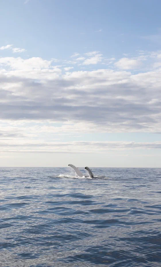 Териберка. Морская прогулка (13/13)