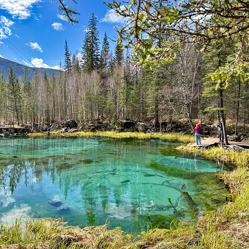 Цветение маральника на Алтае. Майские в сиреневых горах. (33/79)