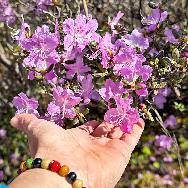 Цветение маральника на Алтае. Майские в сиреневых горах. (14/79)