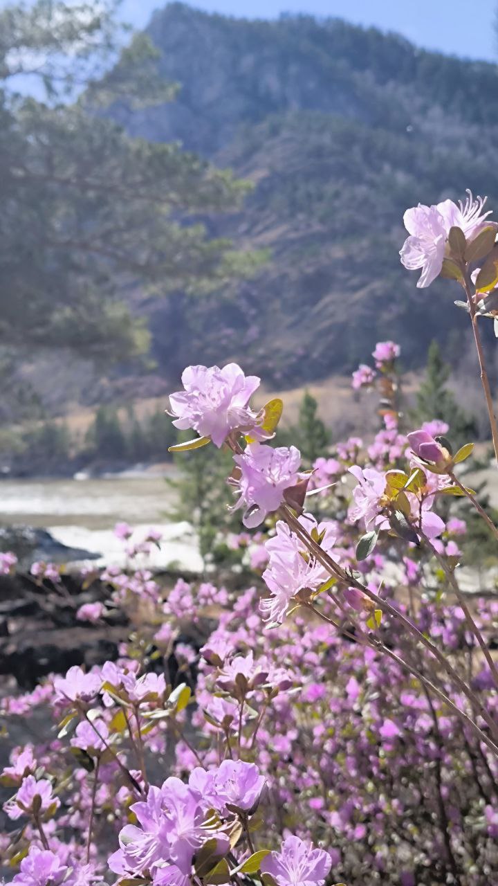 В Сердце Азии - тур по Чуйскому тракту (9/19)