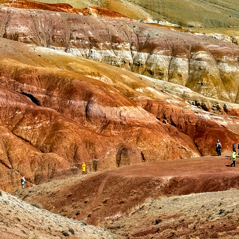 Цветение маральника на Алтае. Майские в сиреневых горах. (31/79)