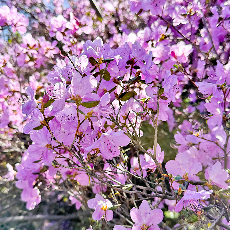 Цветение маральника на Алтае. Майские в сиреневых горах.