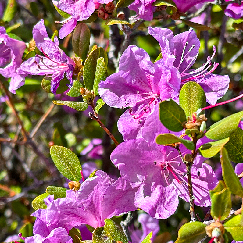 Цветение маральника на Алтае. Майские в сиреневых горах. (47/79)