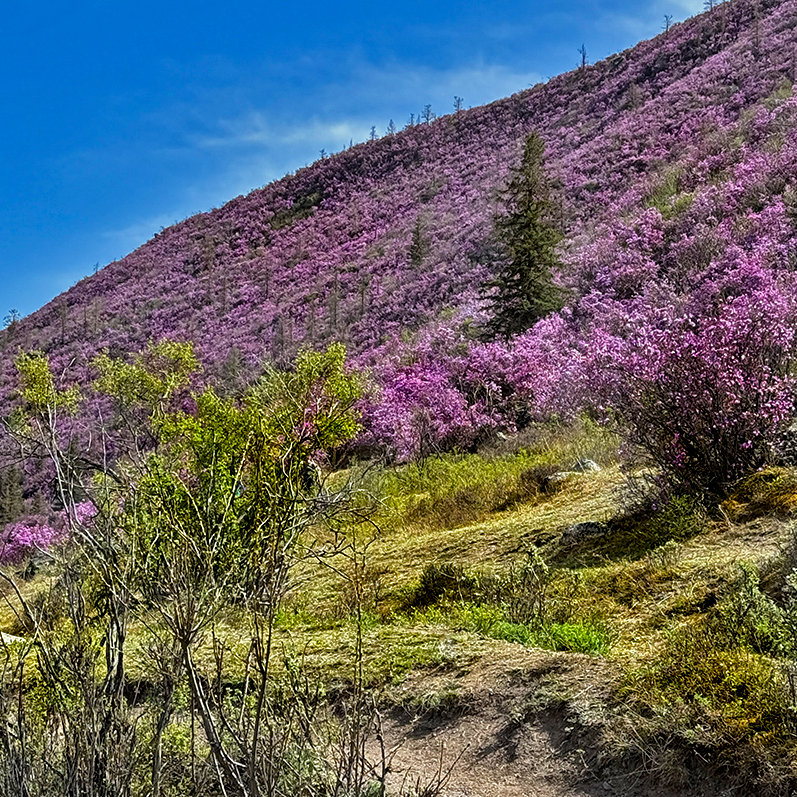 Цветение маральника на Алтае. Майские в сиреневых горах. (44/79)