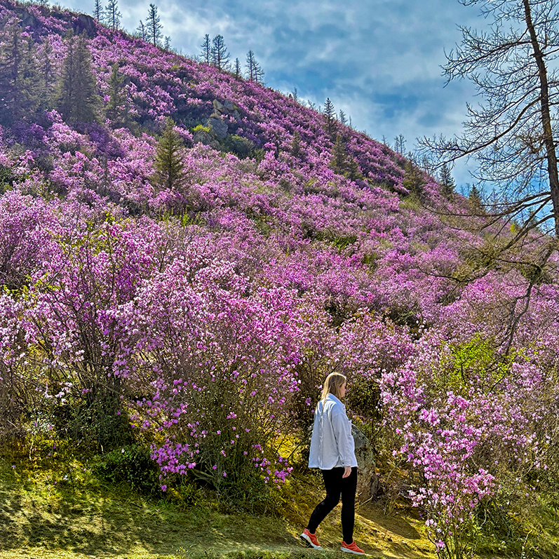 Цветение маральника на Алтае. Майские в сиреневых горах. (46/79)