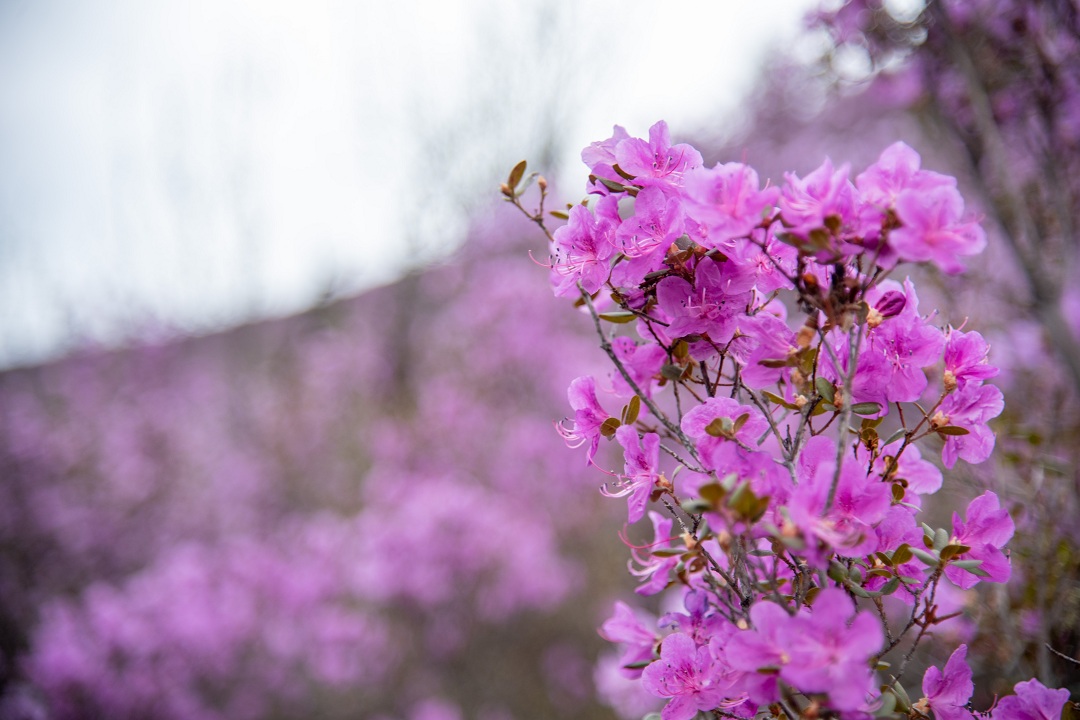 Цветение маральника на Алтае