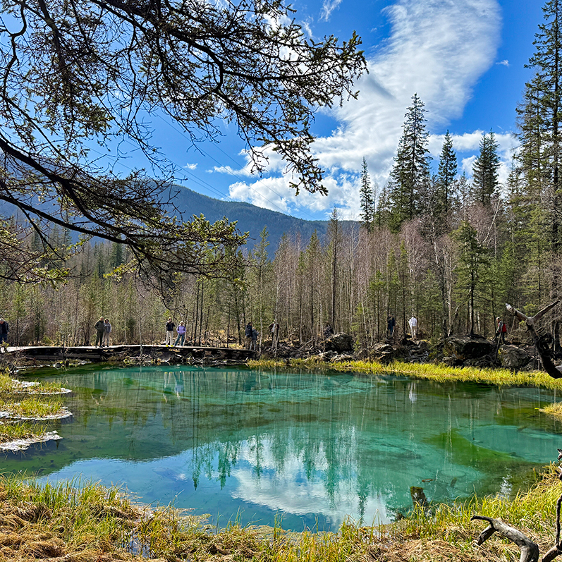 Цветение маральника на Алтае. Майские в сиреневых горах. (40/79)
