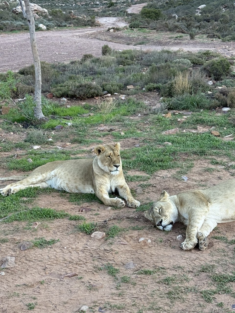 Ataraxia, дорога и сафари в золотом свете