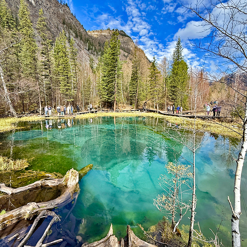 Цветение маральника на Алтае. Майские в сиреневых горах. (37/79)