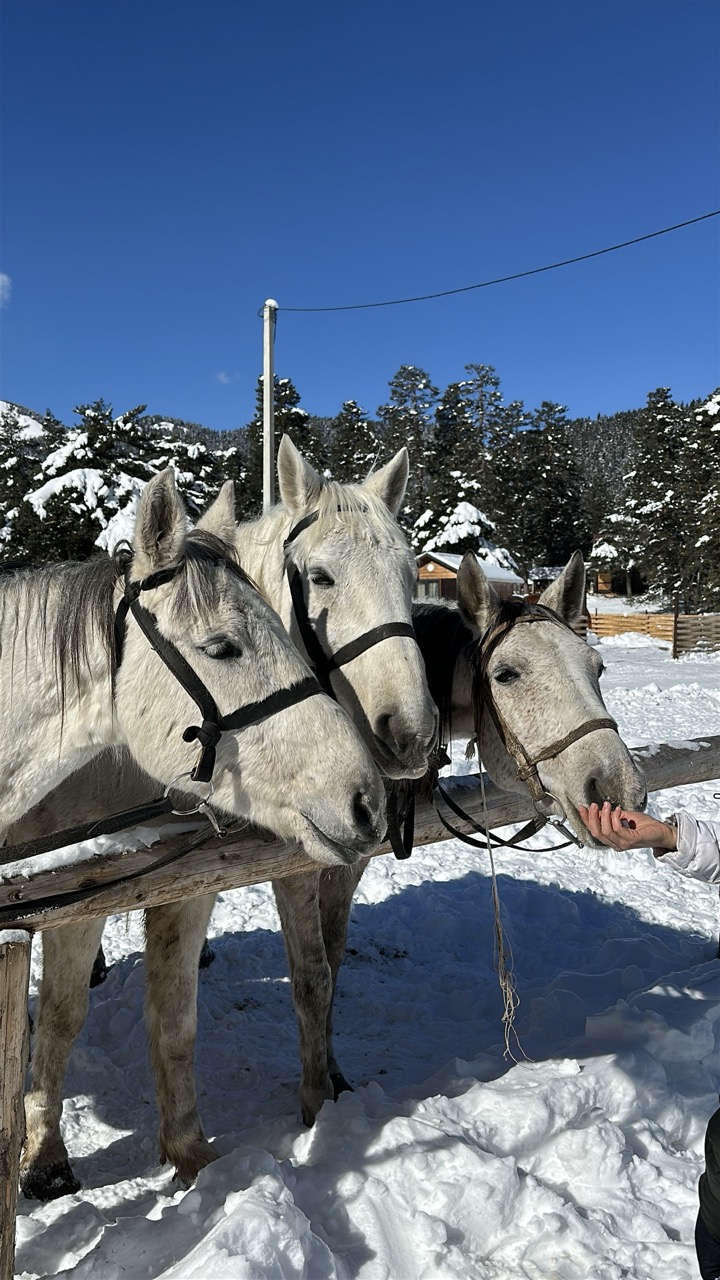 Конный тур в мини-группе Зимний Архыз (5/36)