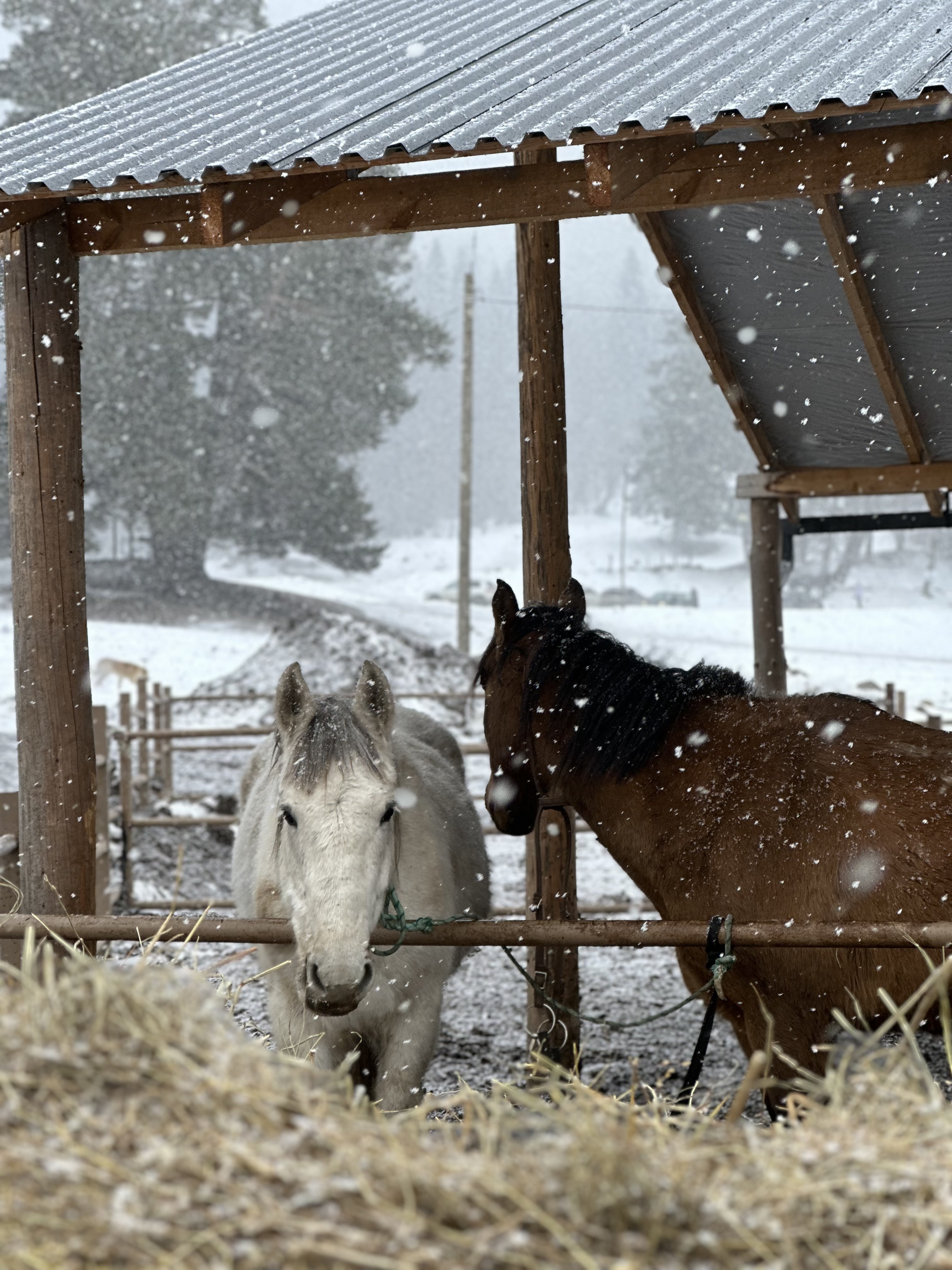 Конный тур в мини-группе Зимний Архыз (30/36)