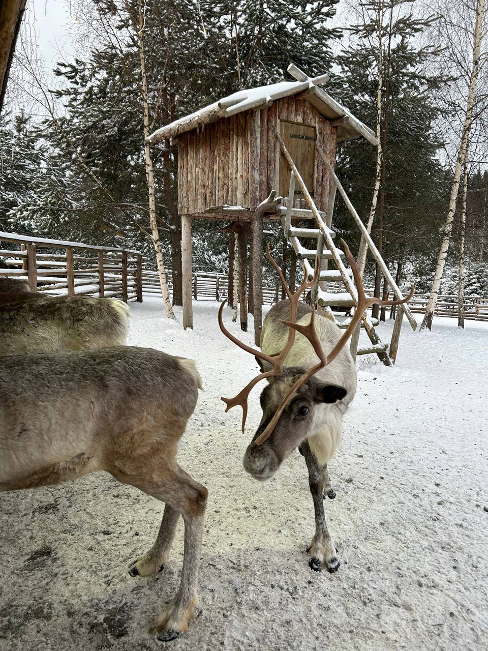 Новый год в Карелии: водопады, олени, ретропоезд! (15/24)