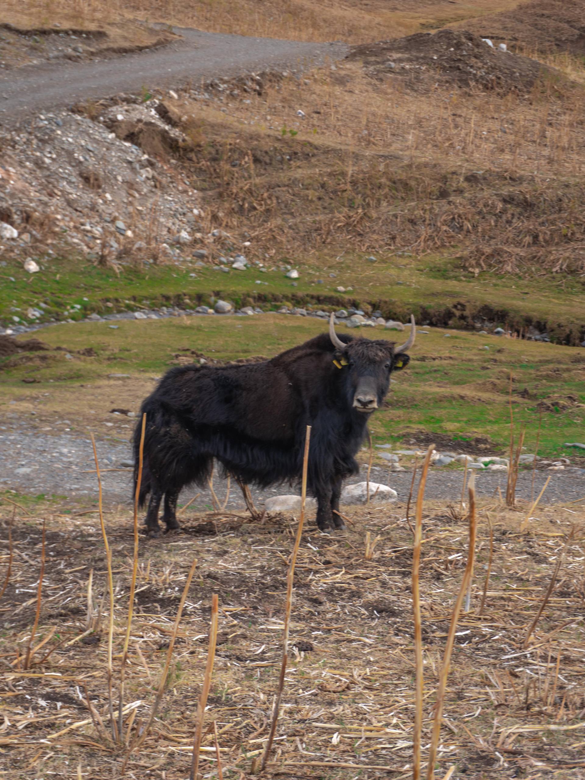 Первозданный Кыргызстан. Топ-10 мест. Все включено. (116/125)
