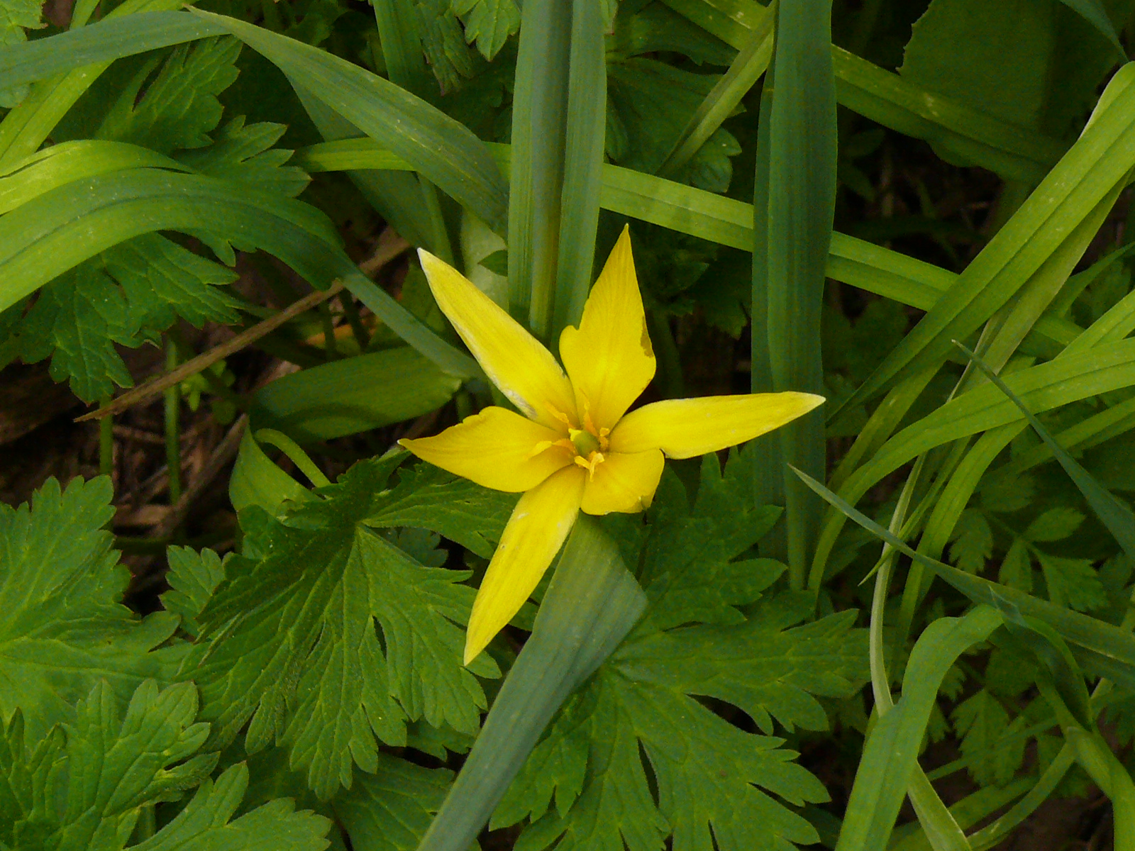 Треккинг в сердце природы — Алмарасан и Кок-Жайляу (31/35)