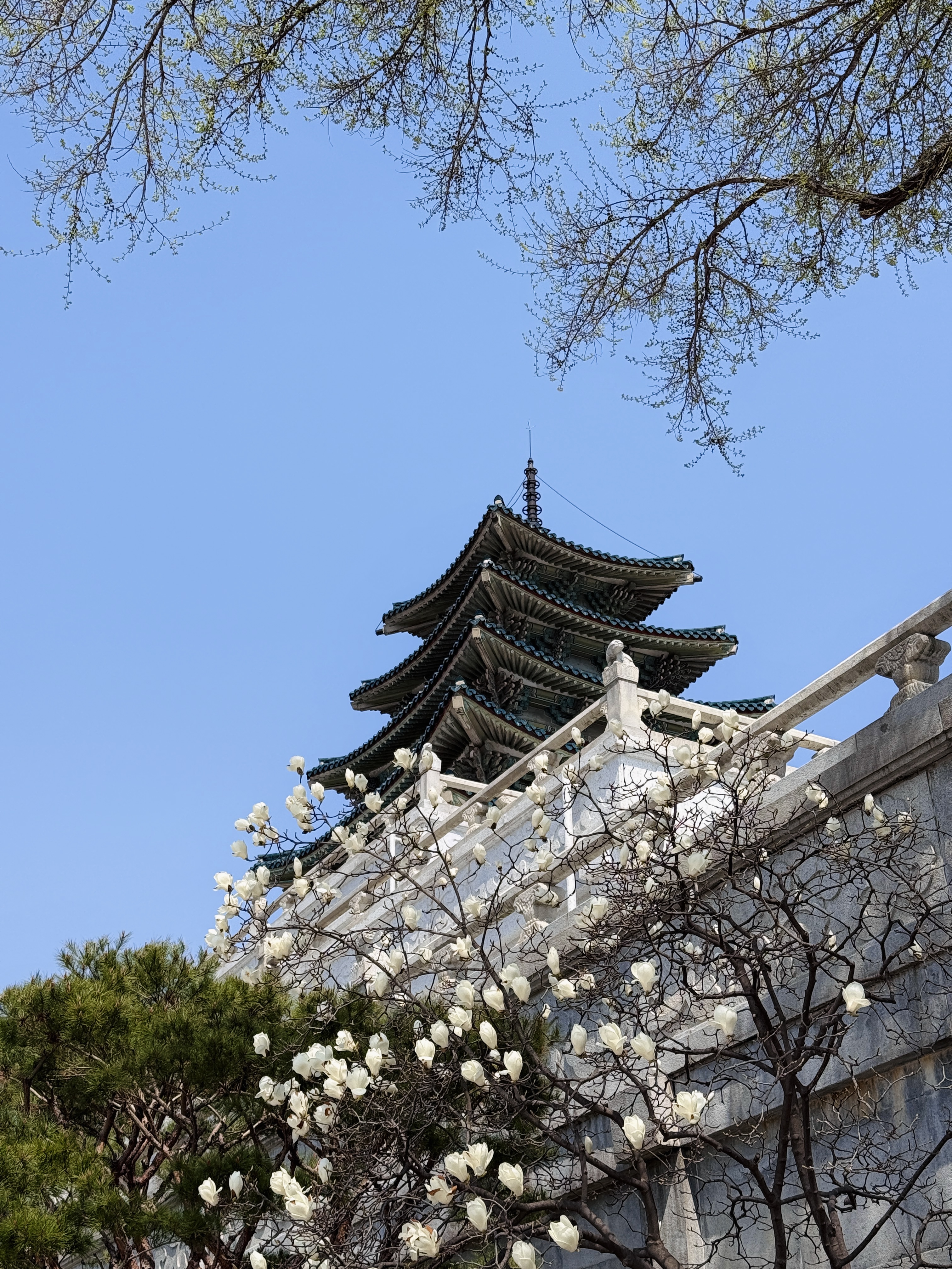 Цветение сакуры в Корее. Сеул+Пусан (44/94)