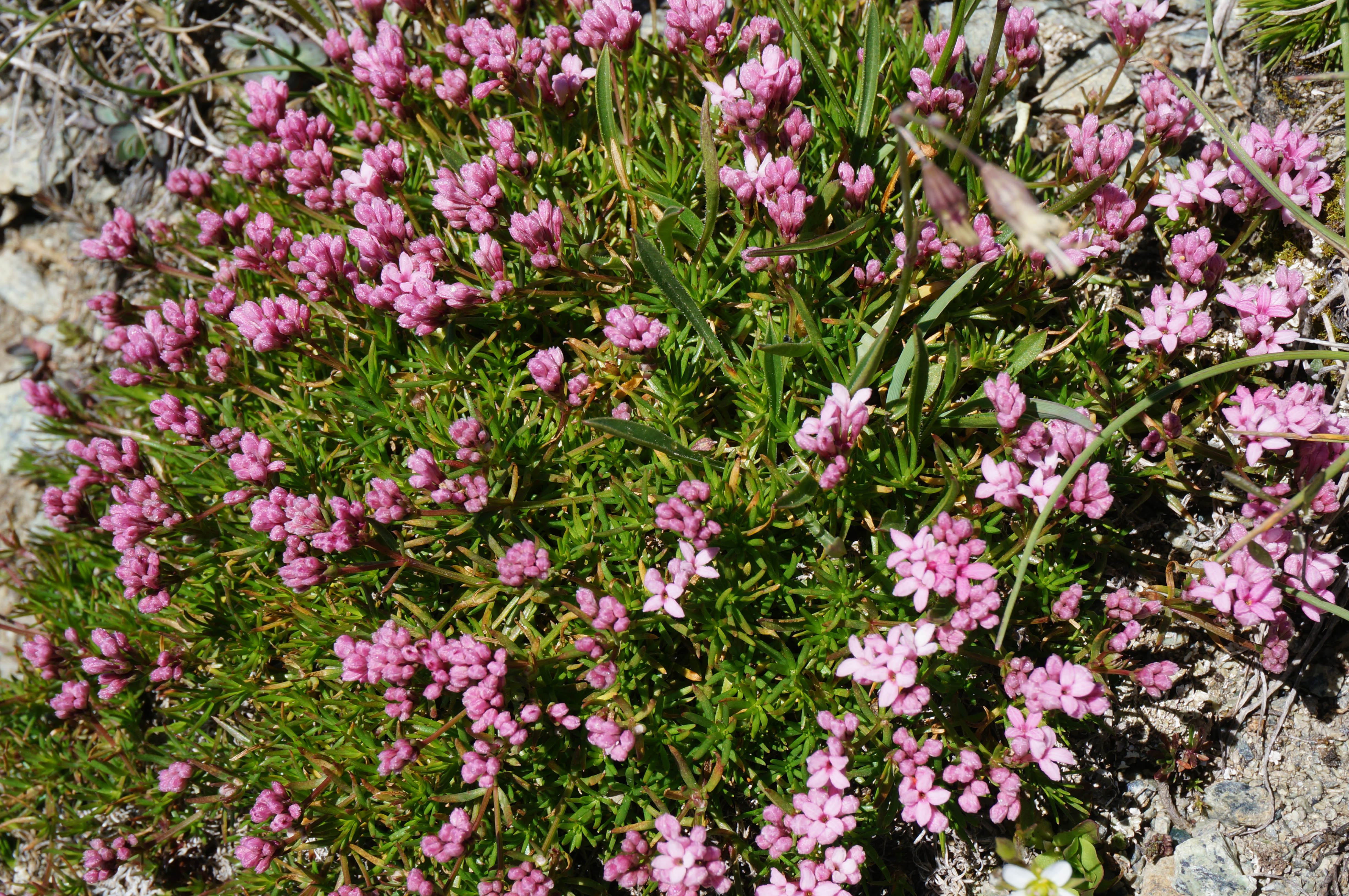 Поход на Кавказ. Загеданские озера (39/85)