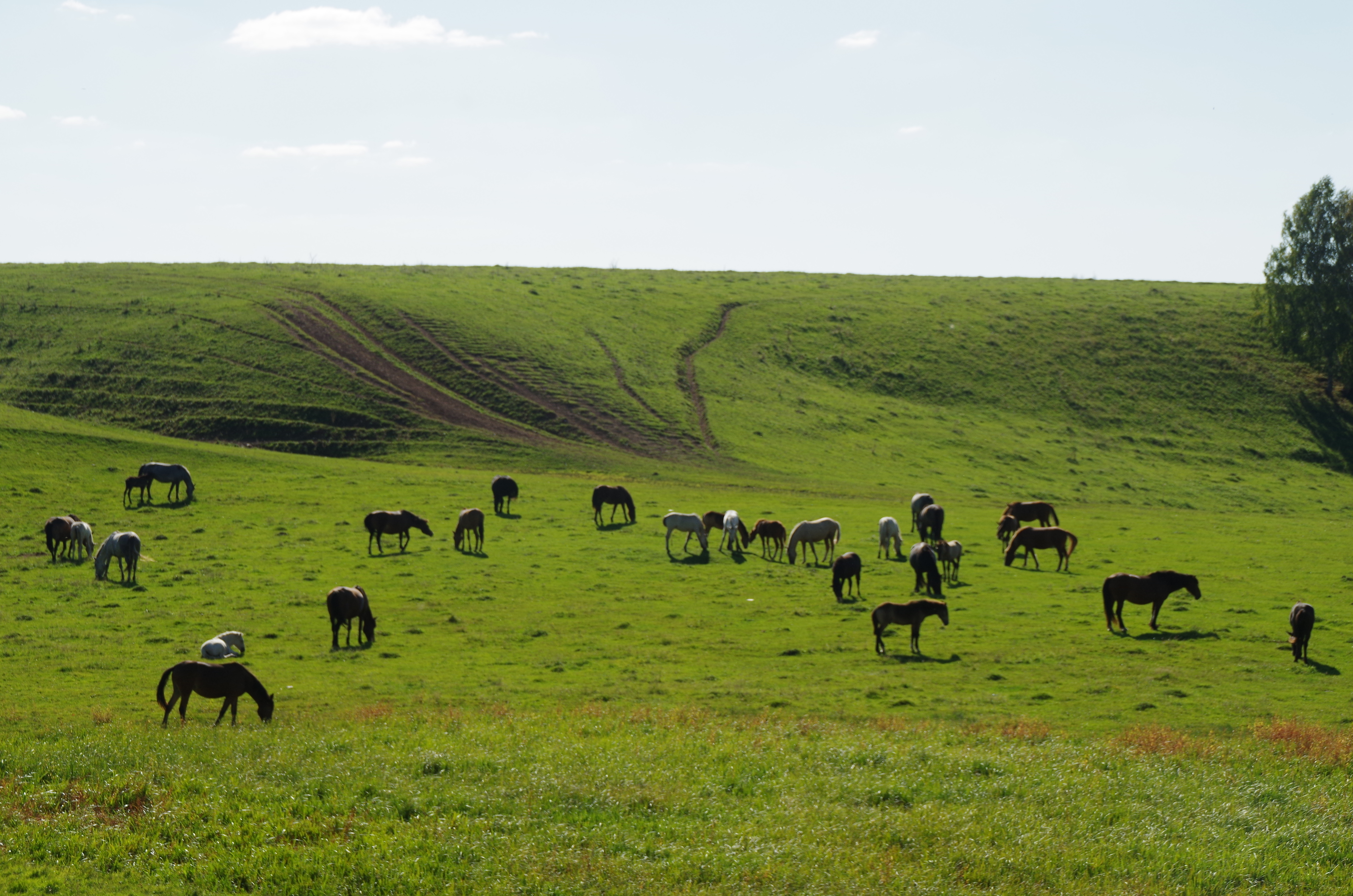 Заповедные горы (лето) (4/8)