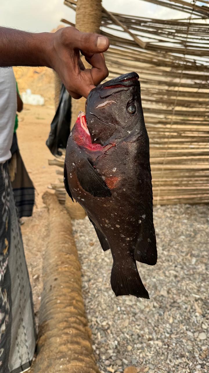 Сокотра: всё самое интересное за одну неделю (24/36)