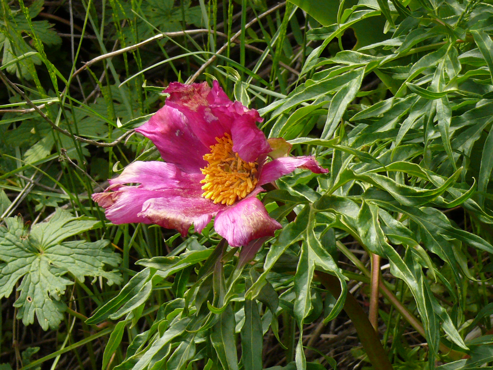 Треккинг в сердце природы — Алмарасан и Кок-Жайляу (28/35)