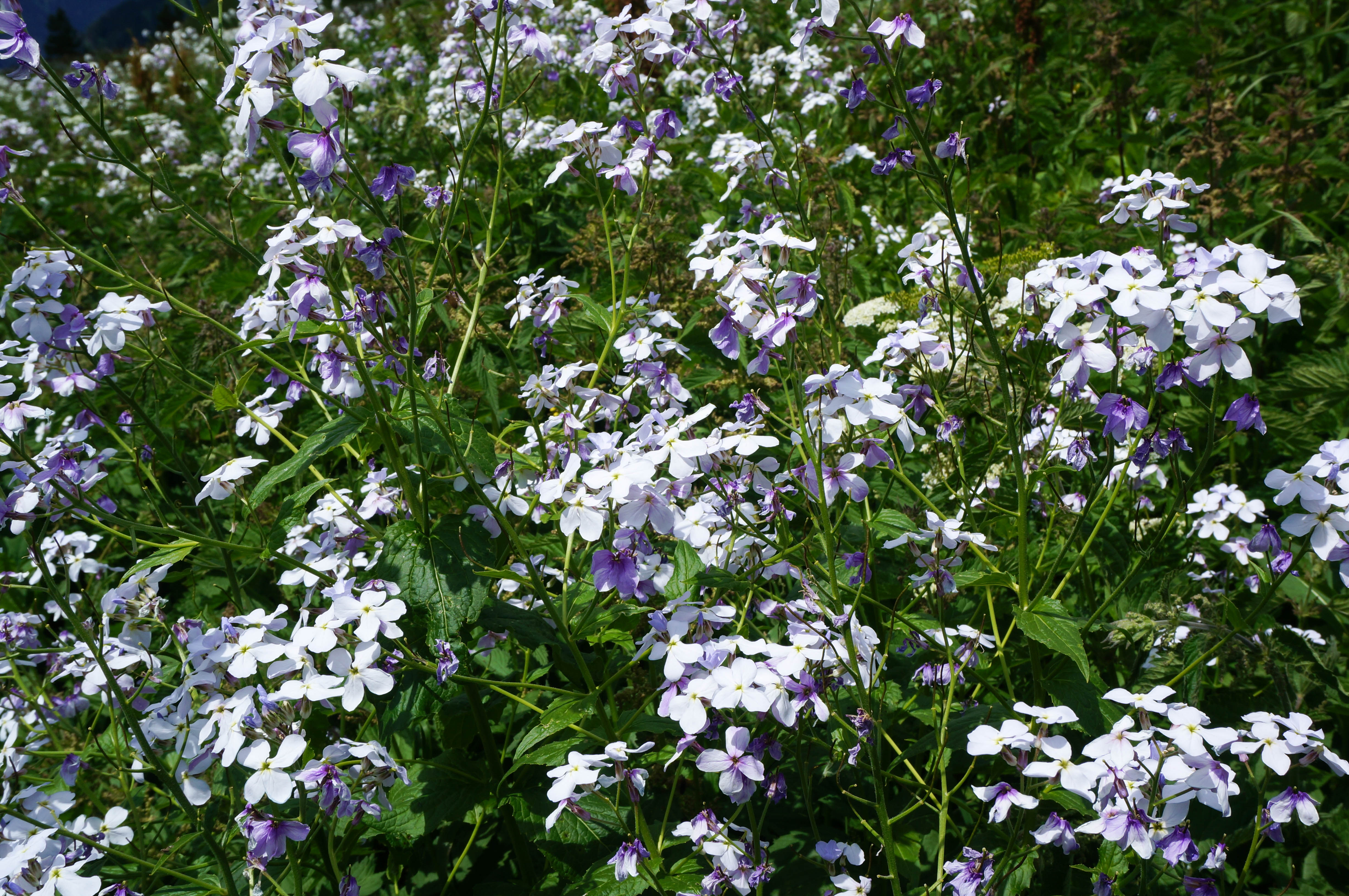 Поход на Кавказ. Загеданские озера (8/85)