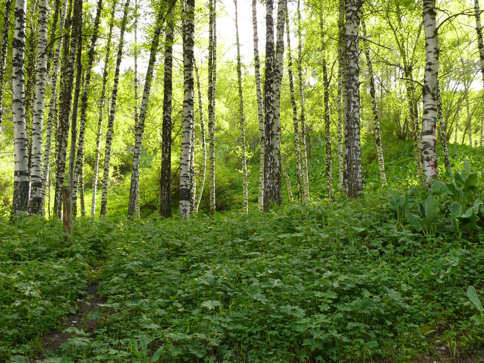 Треккинг в сердце природы — Алмарасан и Кок-Жайляу (32/35)