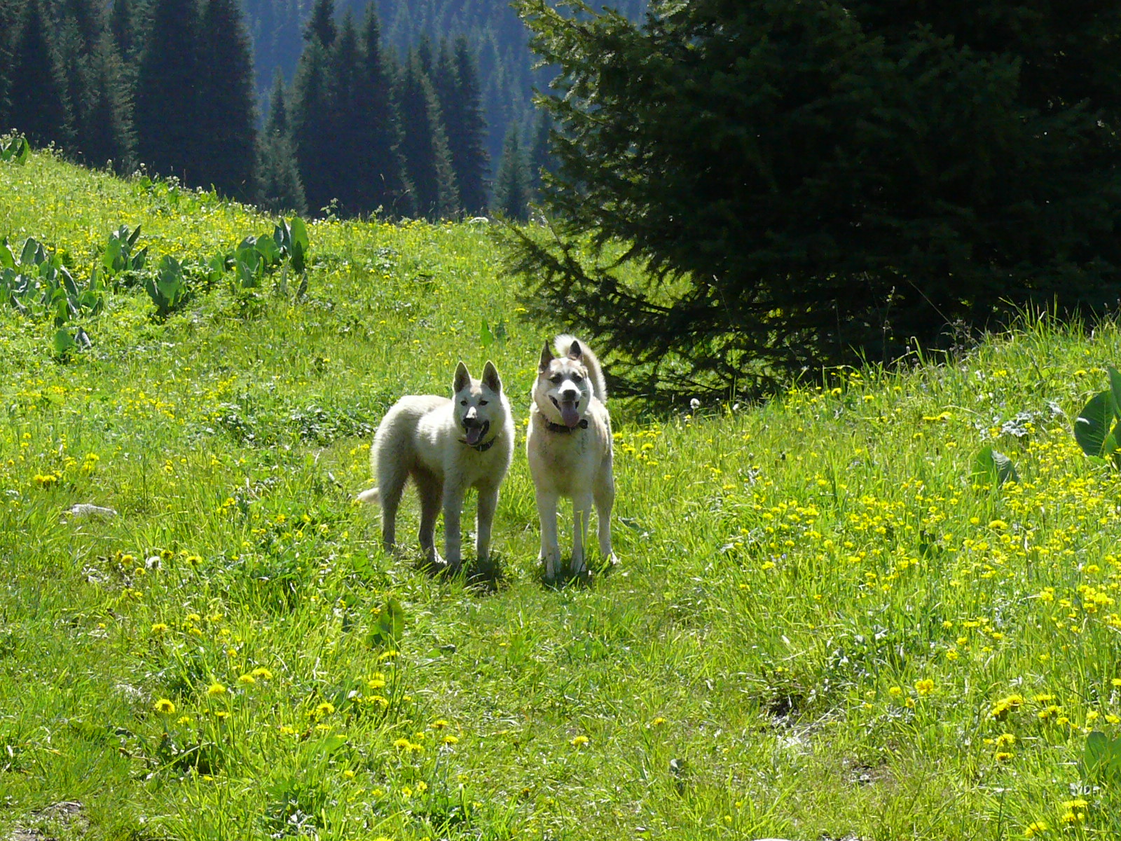 Треккинг в сердце природы — Алмарасан и Кок-Жайляу (24/35)