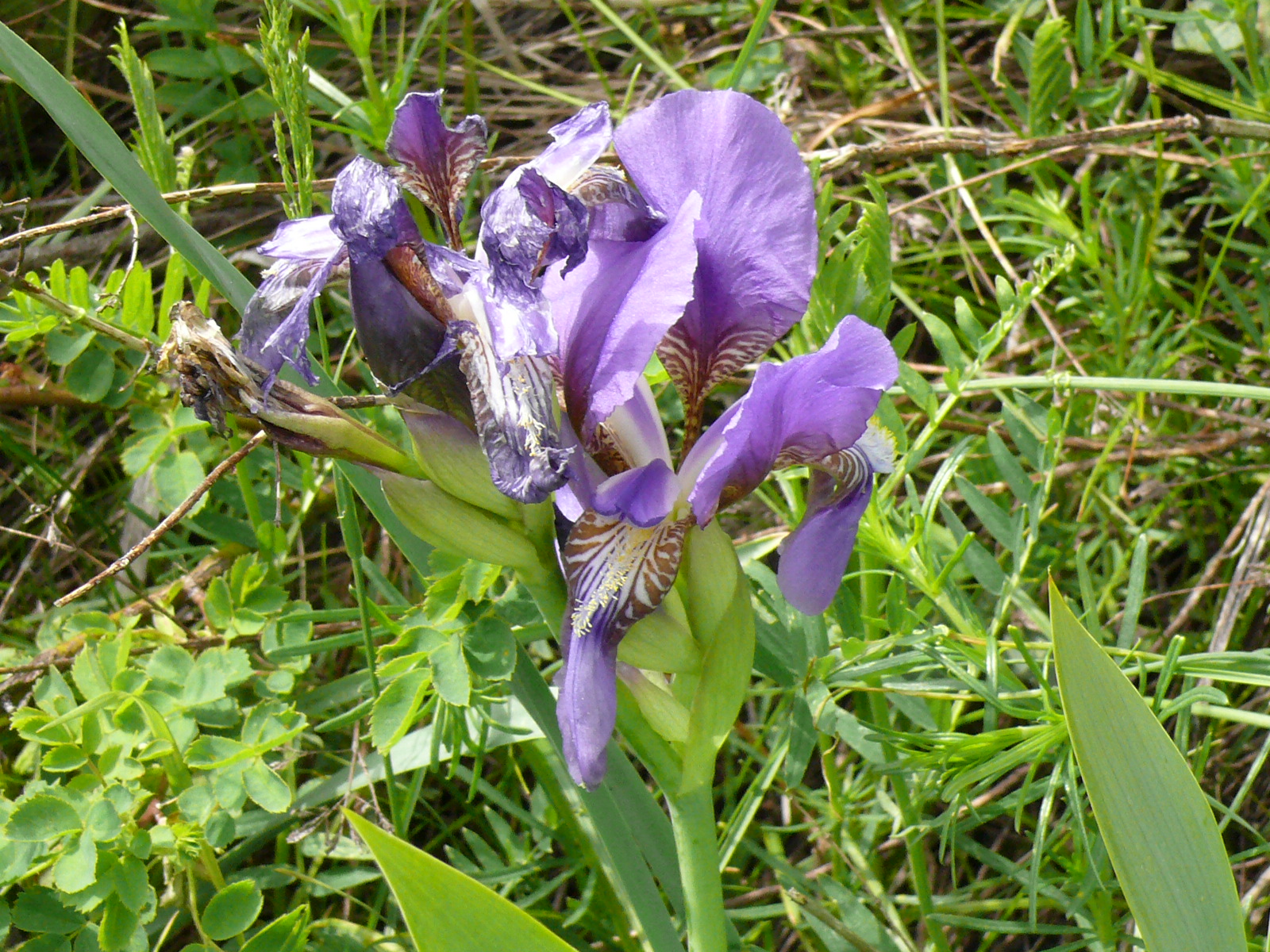 Треккинг в сердце природы — Алмарасан и Кок-Жайляу (29/35)