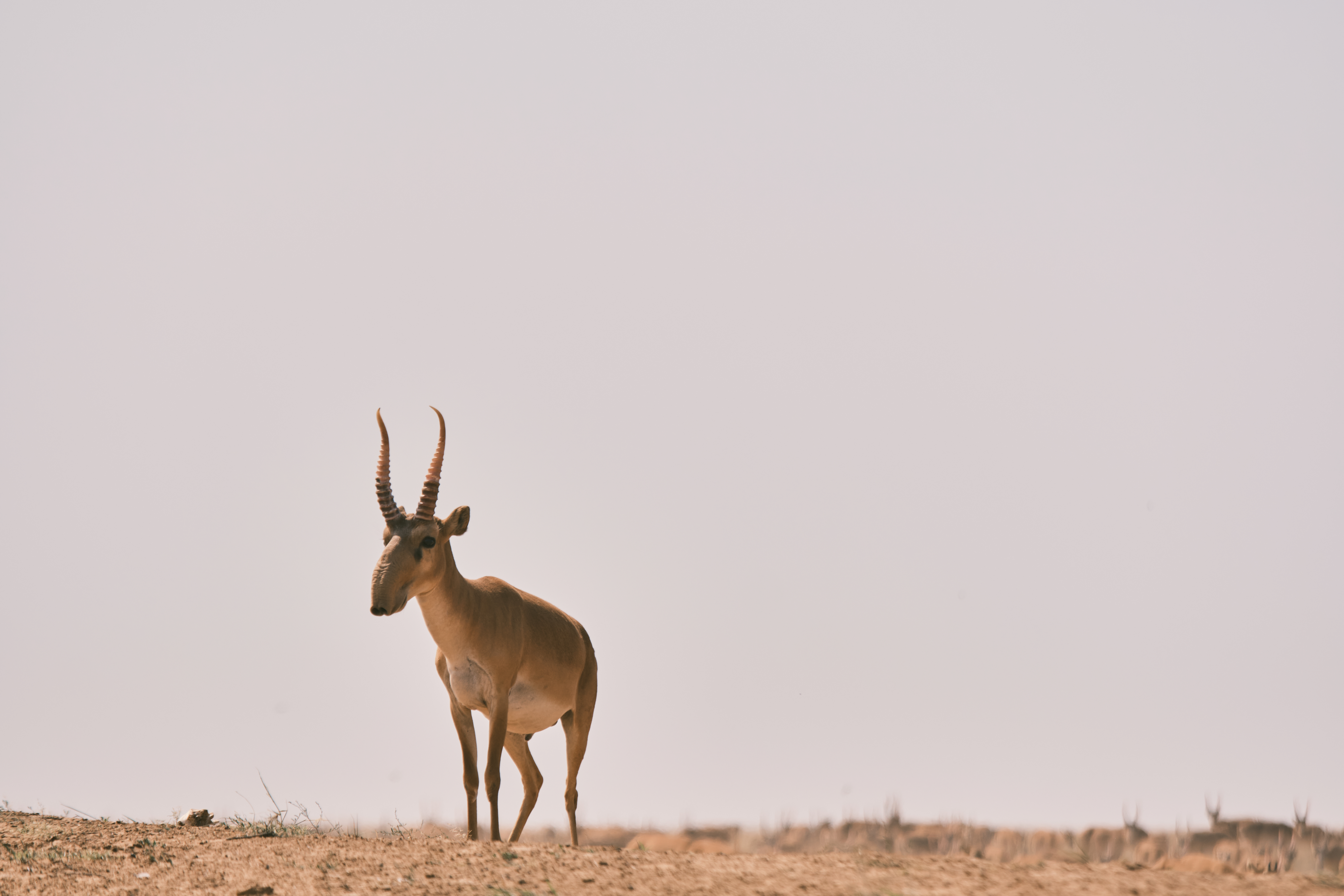 Заповедники Калмыкии