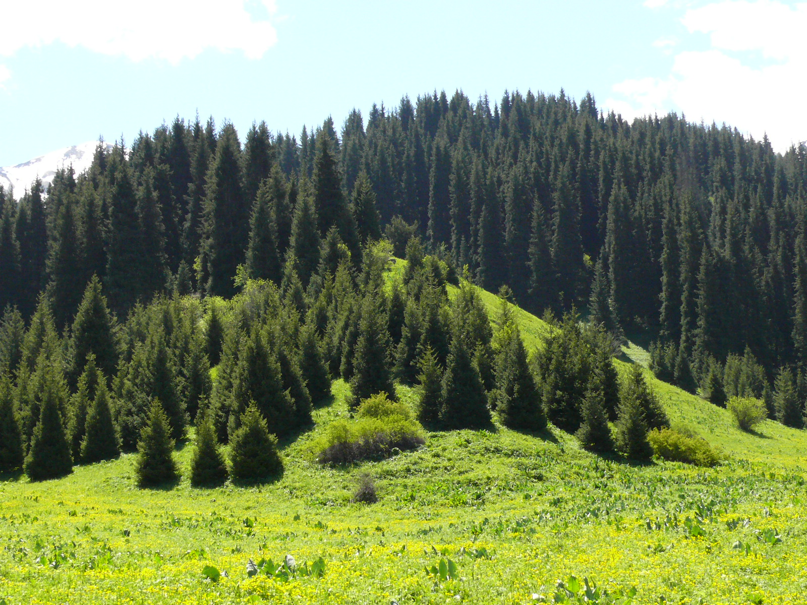 Треккинг в сердце природы — Алмарасан и Кок-Жайляу (17/35)