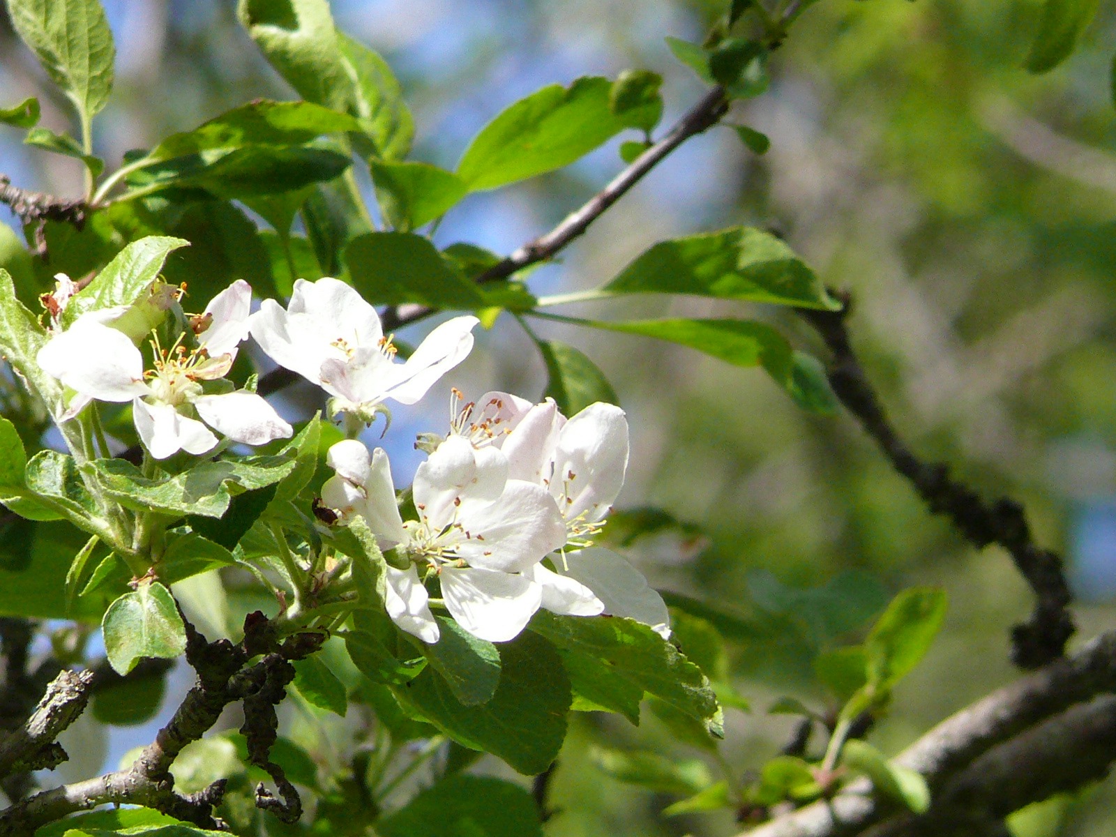 Треккинг в сердце природы — Алмарасан и Кок-Жайляу (33/35)