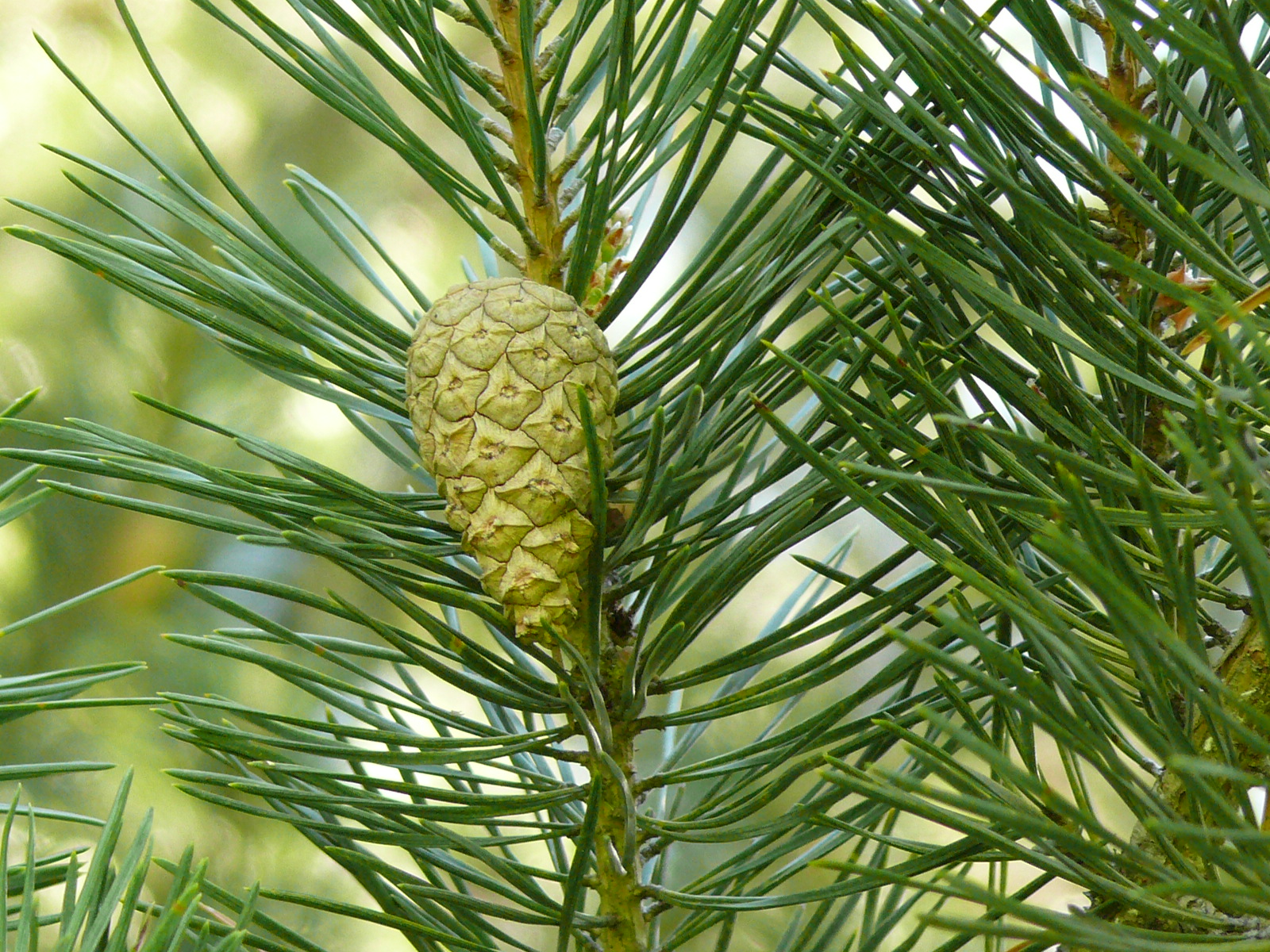 Треккинг в сердце природы — Алмарасан и Кок-Жайляу (27/35)