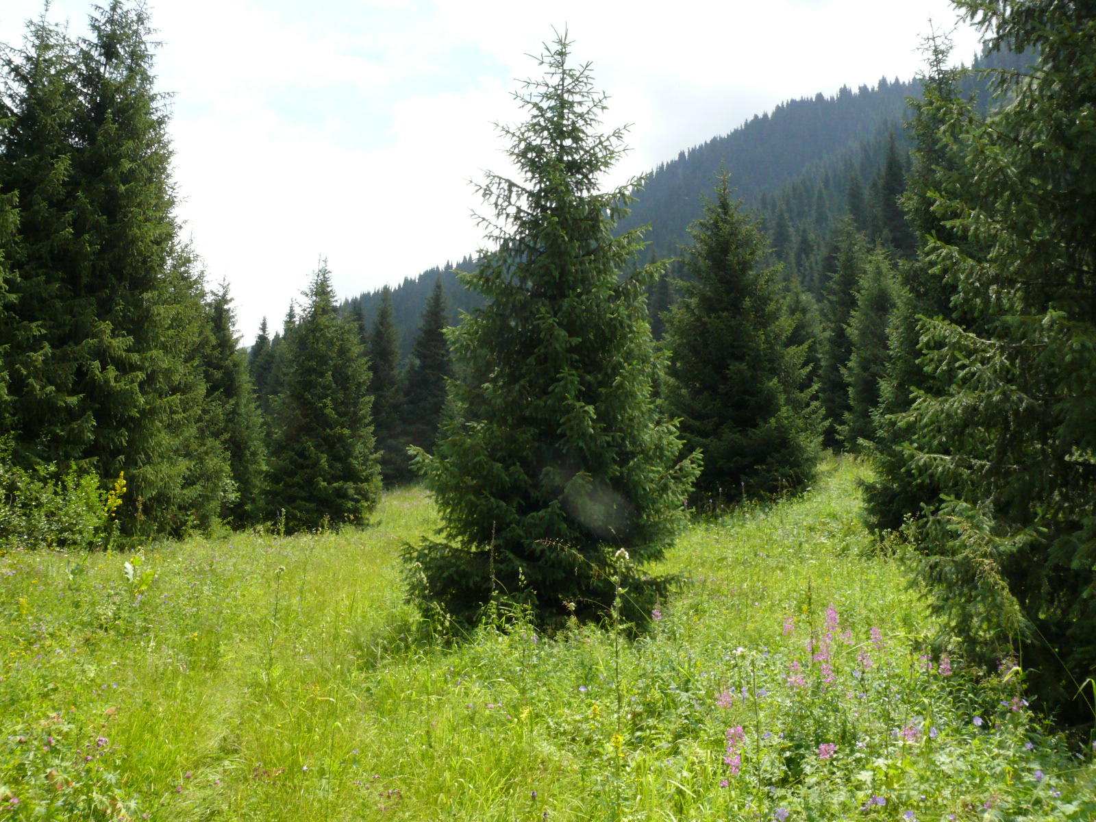 Треккинг в сердце природы — Алмарасан и Кок-Жайляу (15/35)