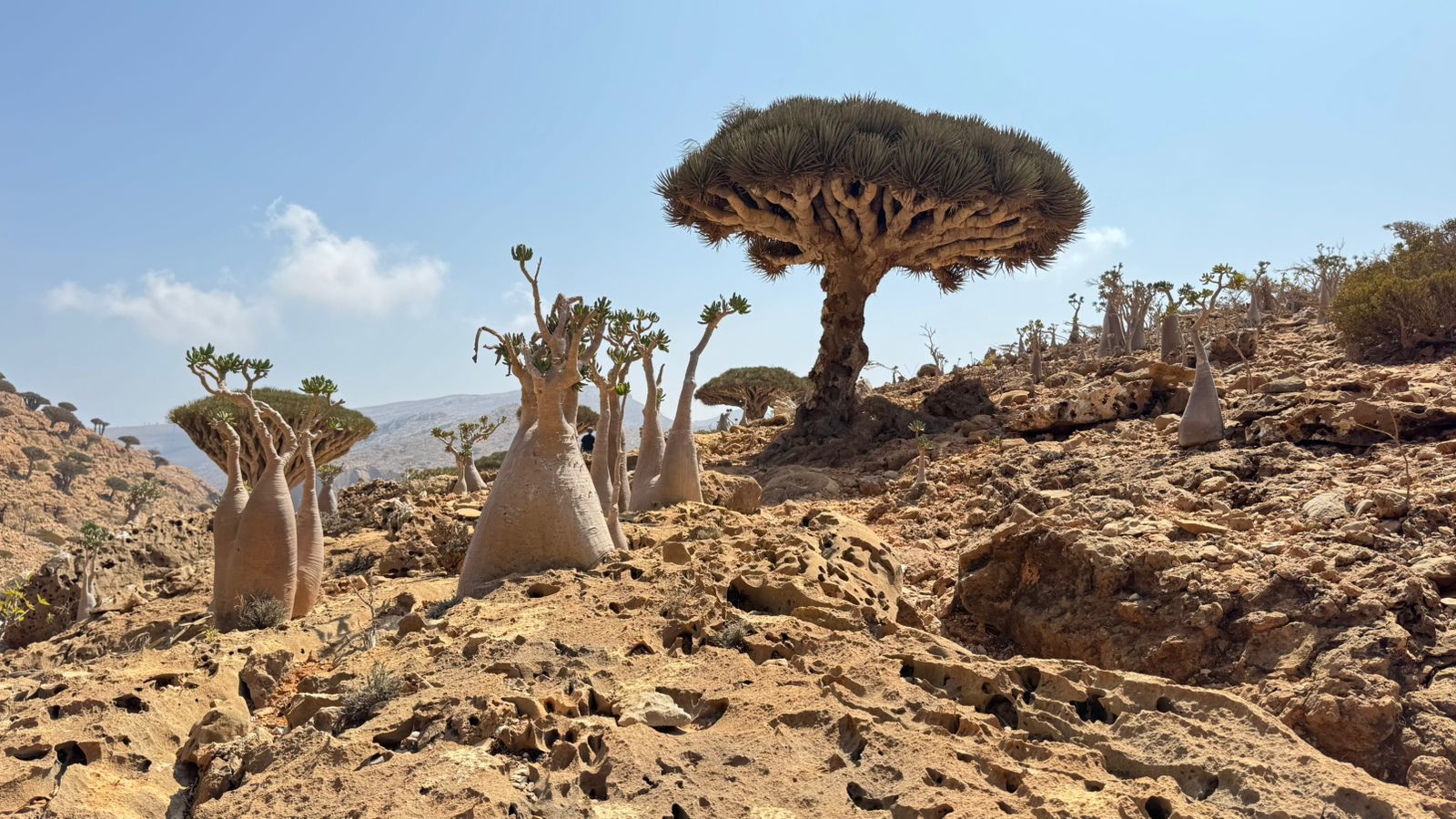 Сокотра: всё самое интересное за одну неделю (27/36)