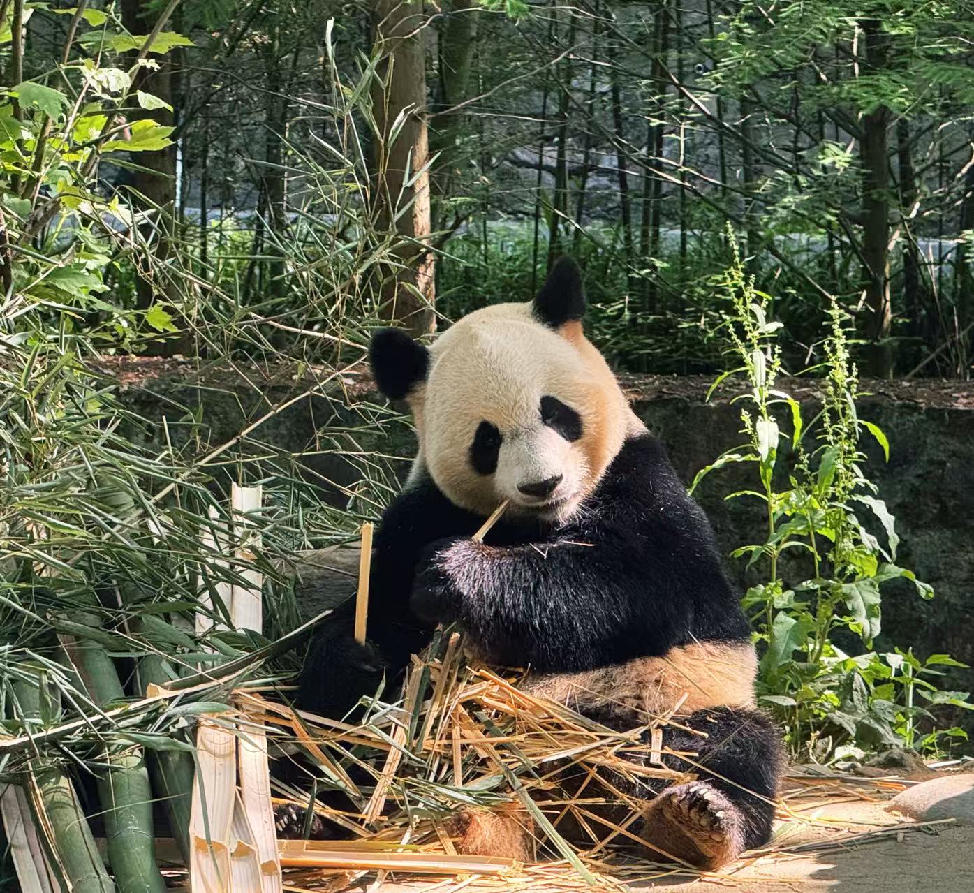 День с пандами в Чэнду