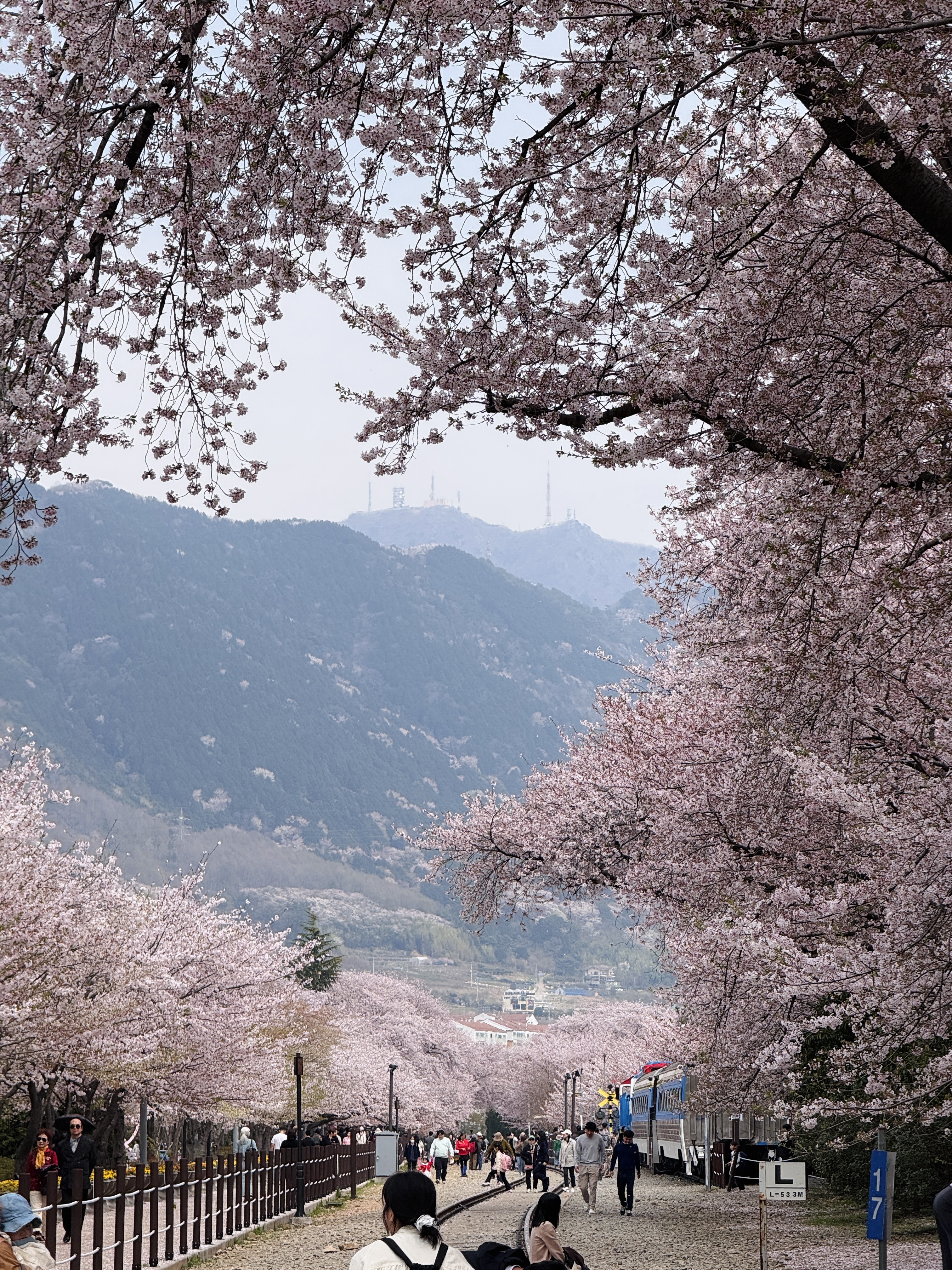 Цветение сакуры в Корее. Сеул+Пусан (53/94)
