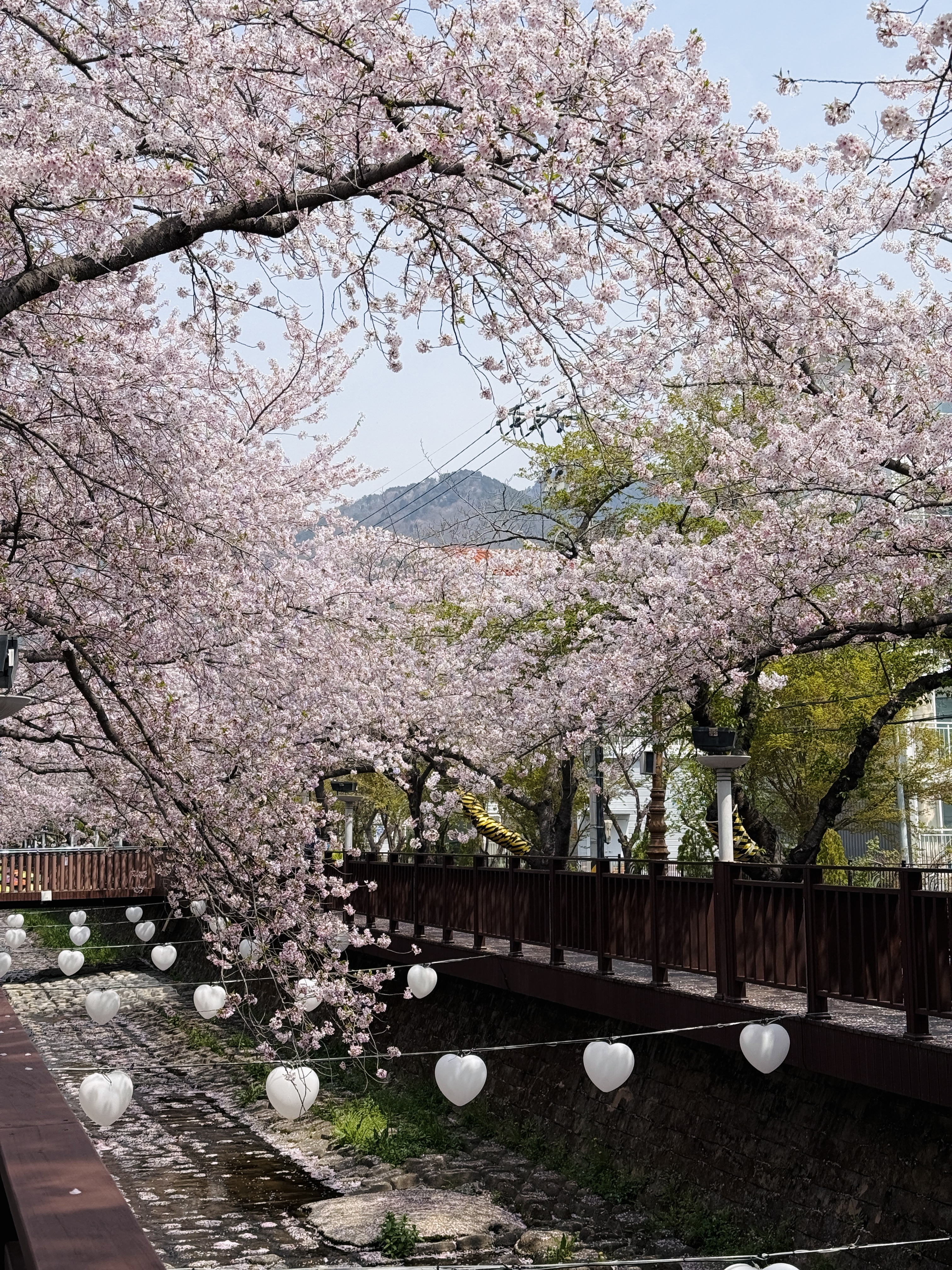 Цветение сакуры в Корее. Сеул+Пусан (50/94)