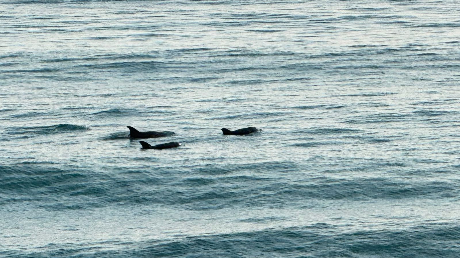Сокотра: всё самое интересное за одну неделю (28/36)
