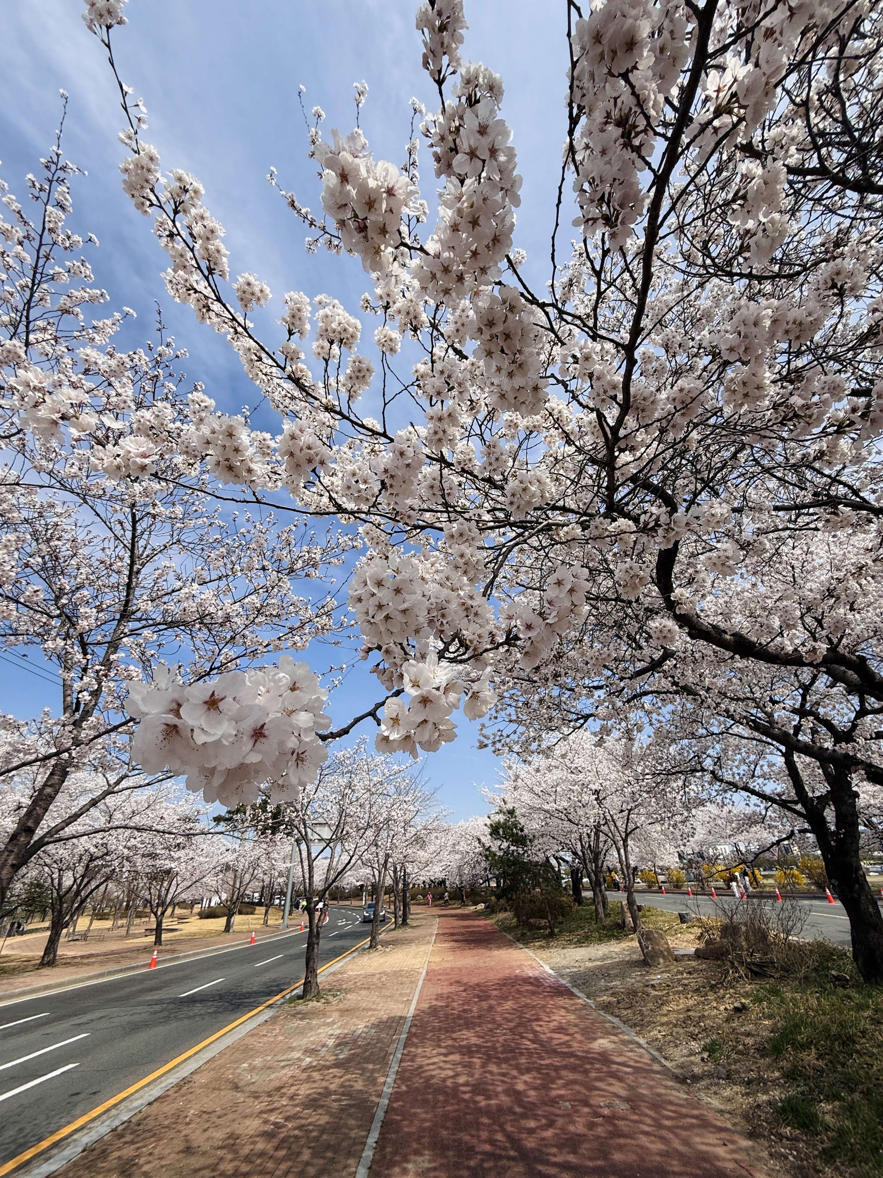 Цветение сакуры в Корее. Сеул+Пусан (41/94)