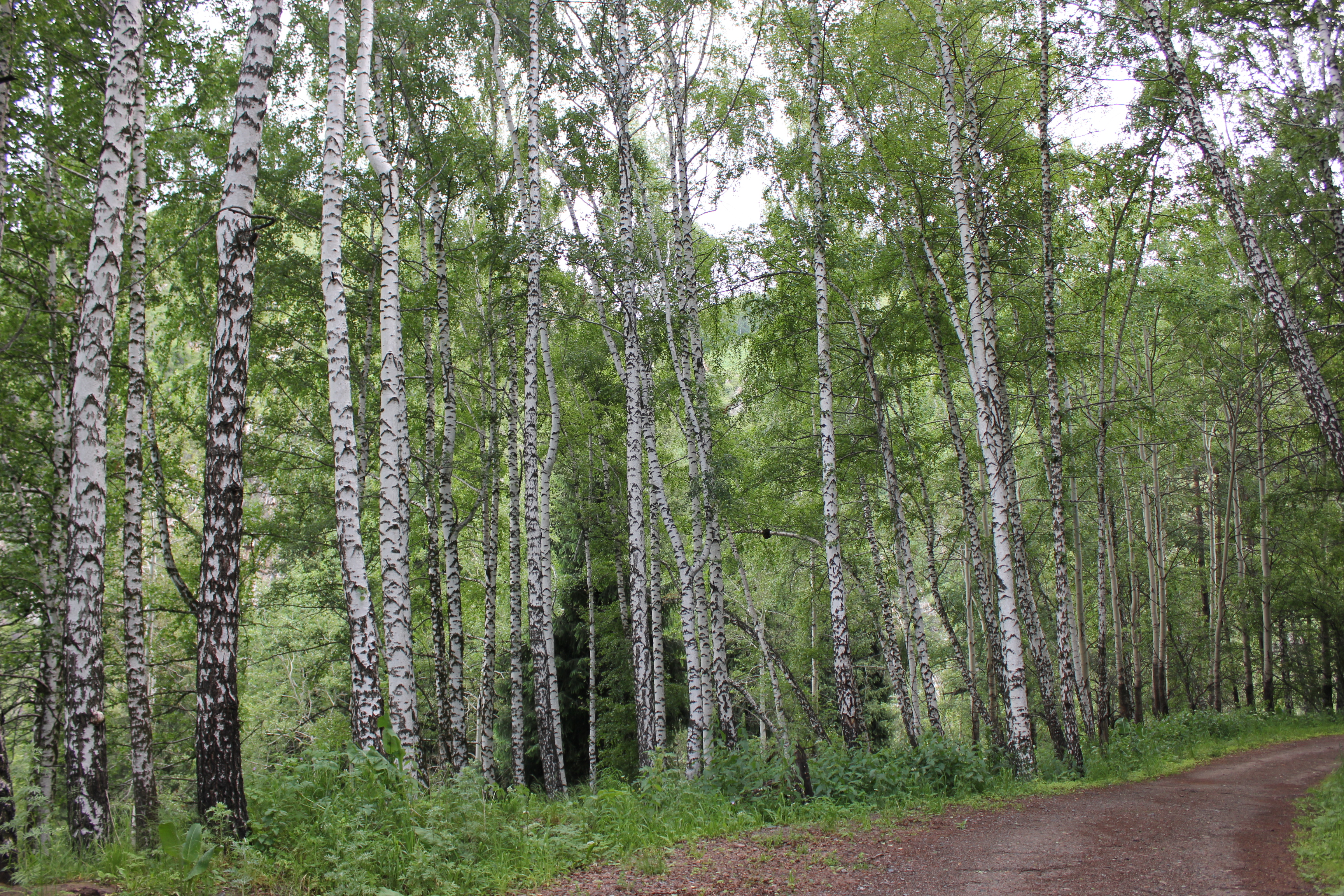 Треккинг в сердце природы — Алмарасан и Кок-Жайляу (21/35)