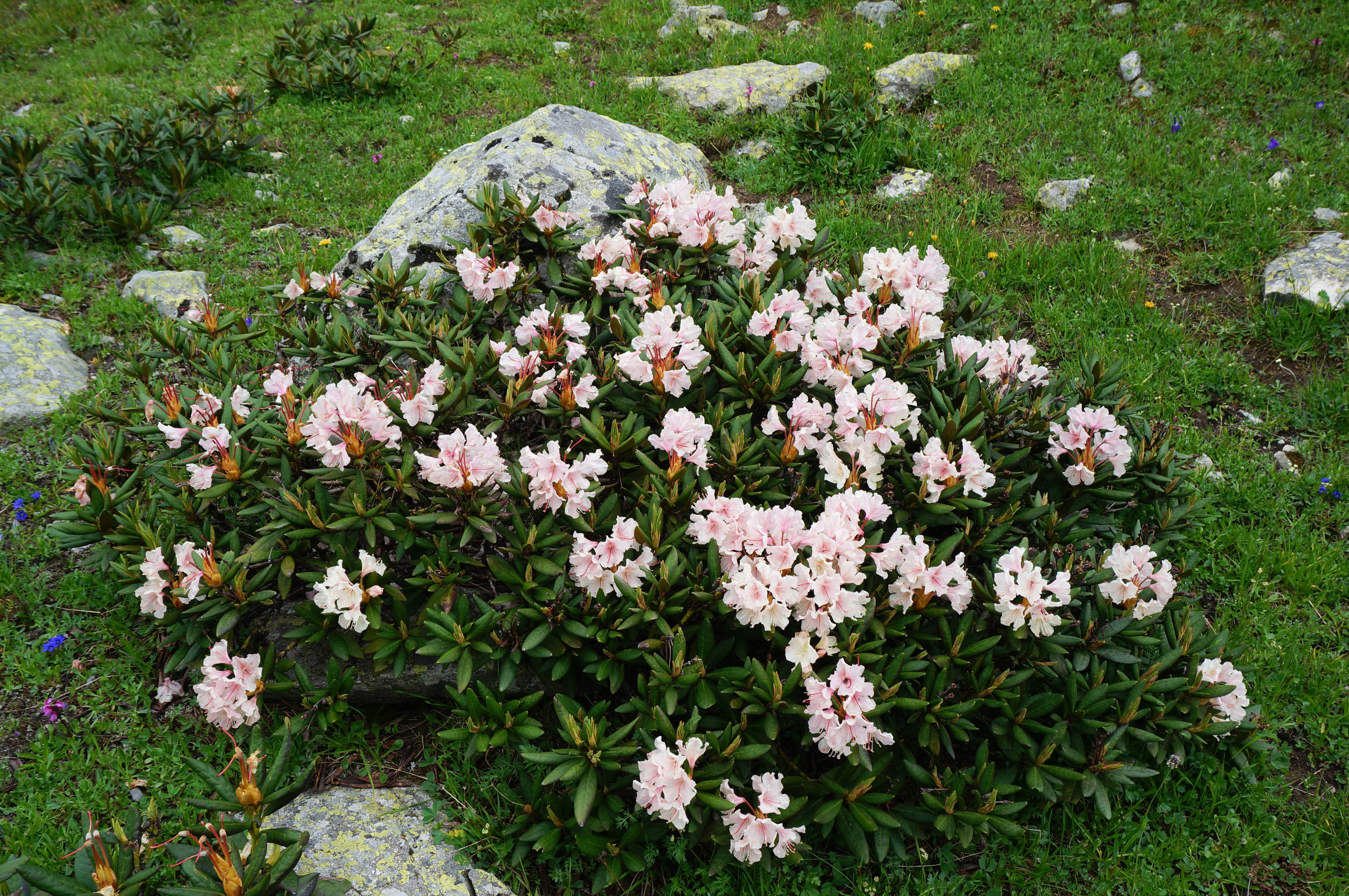 Поход на Кавказ. Загеданские озера (26/85)