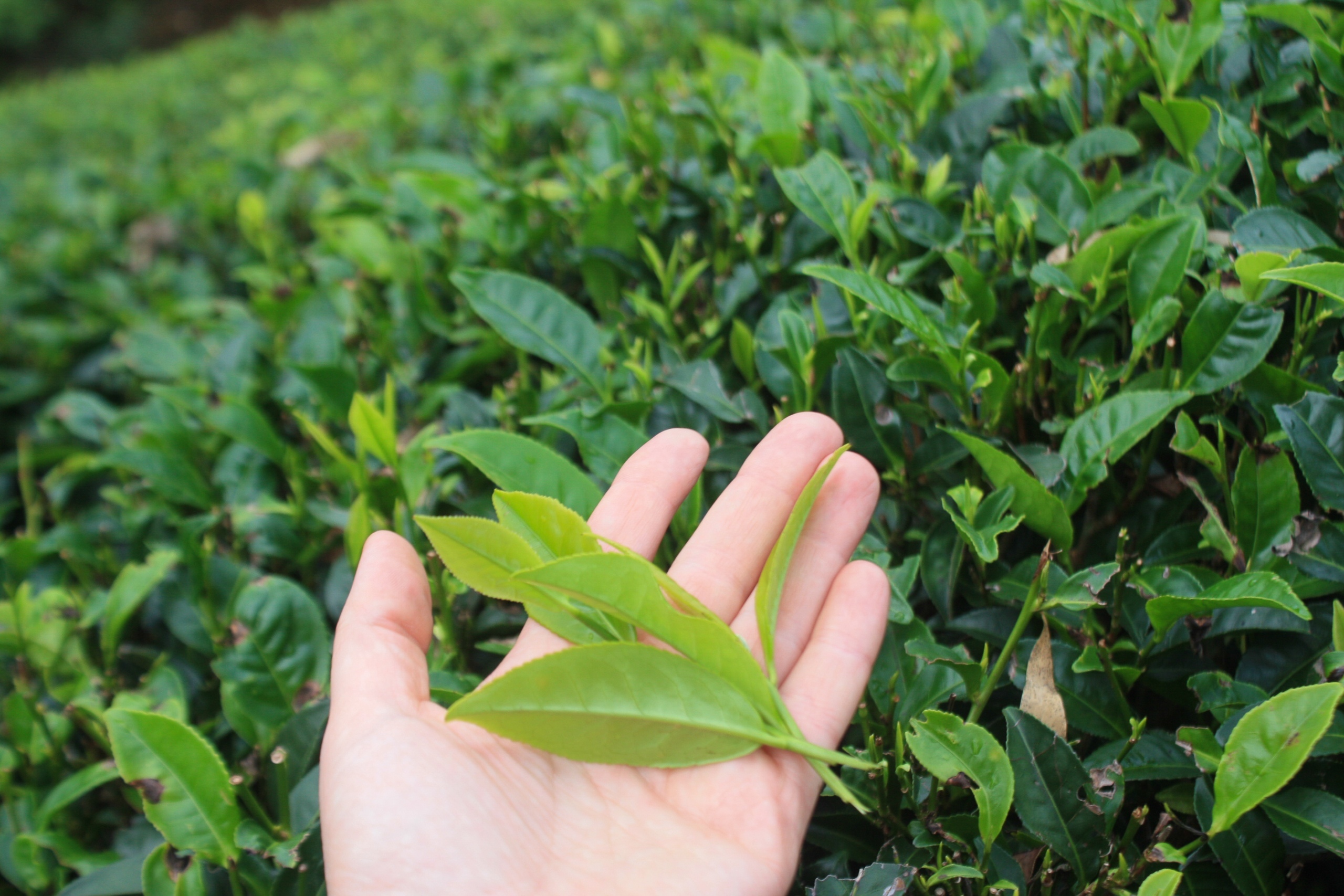 Шри-Ланка: океан, сафари и пик Адама (6/14)