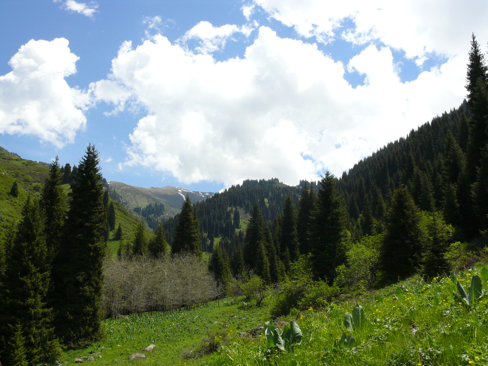 Треккинг в сердце природы — Алмарасан и Кок-Жайляу (14/35)