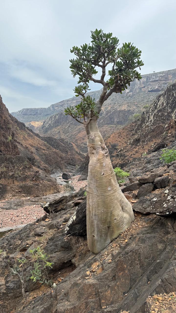 Сокотра: всё самое интересное за одну неделю (17/36)