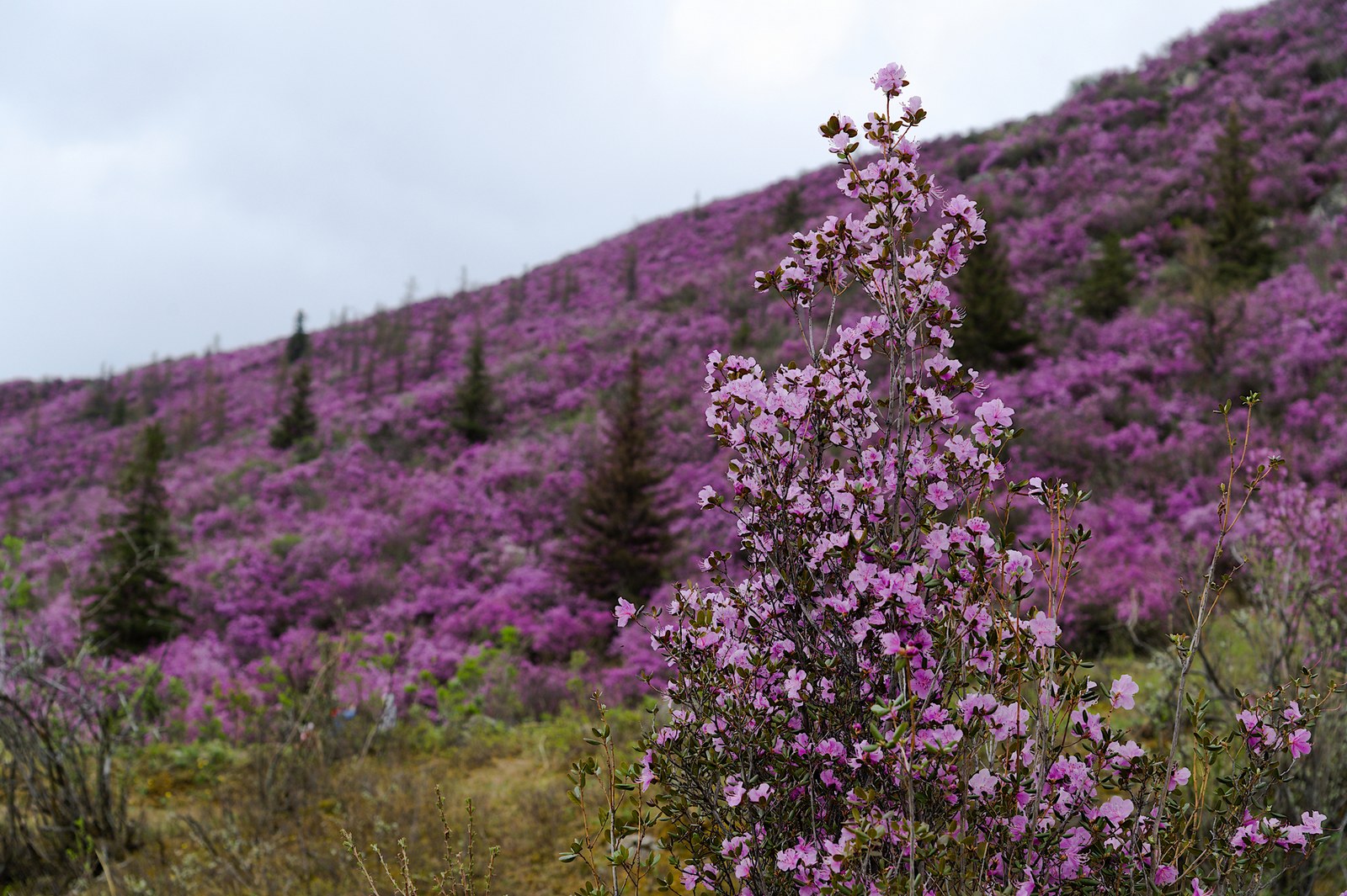 Тур по цветущему Алтаю с трекингами налегке (30/39)