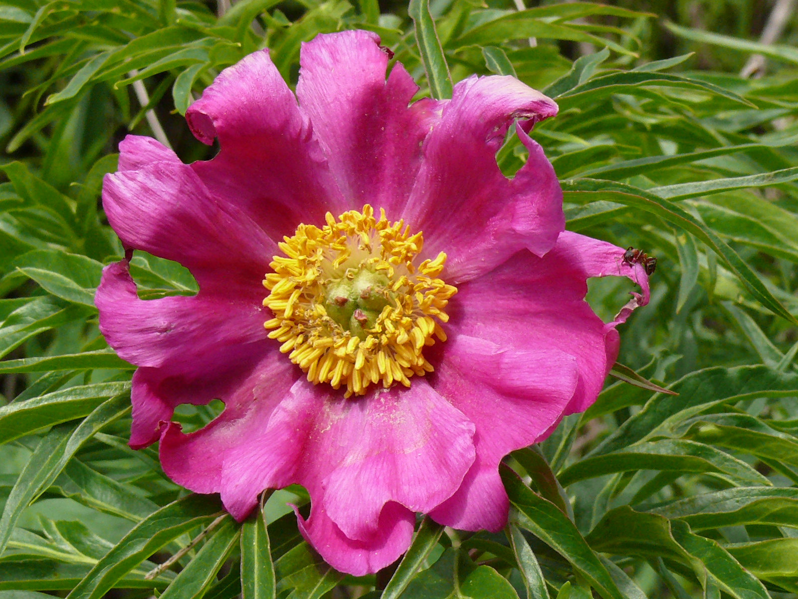 Треккинг в сердце природы — Алмарасан и Кок-Жайляу (30/35)