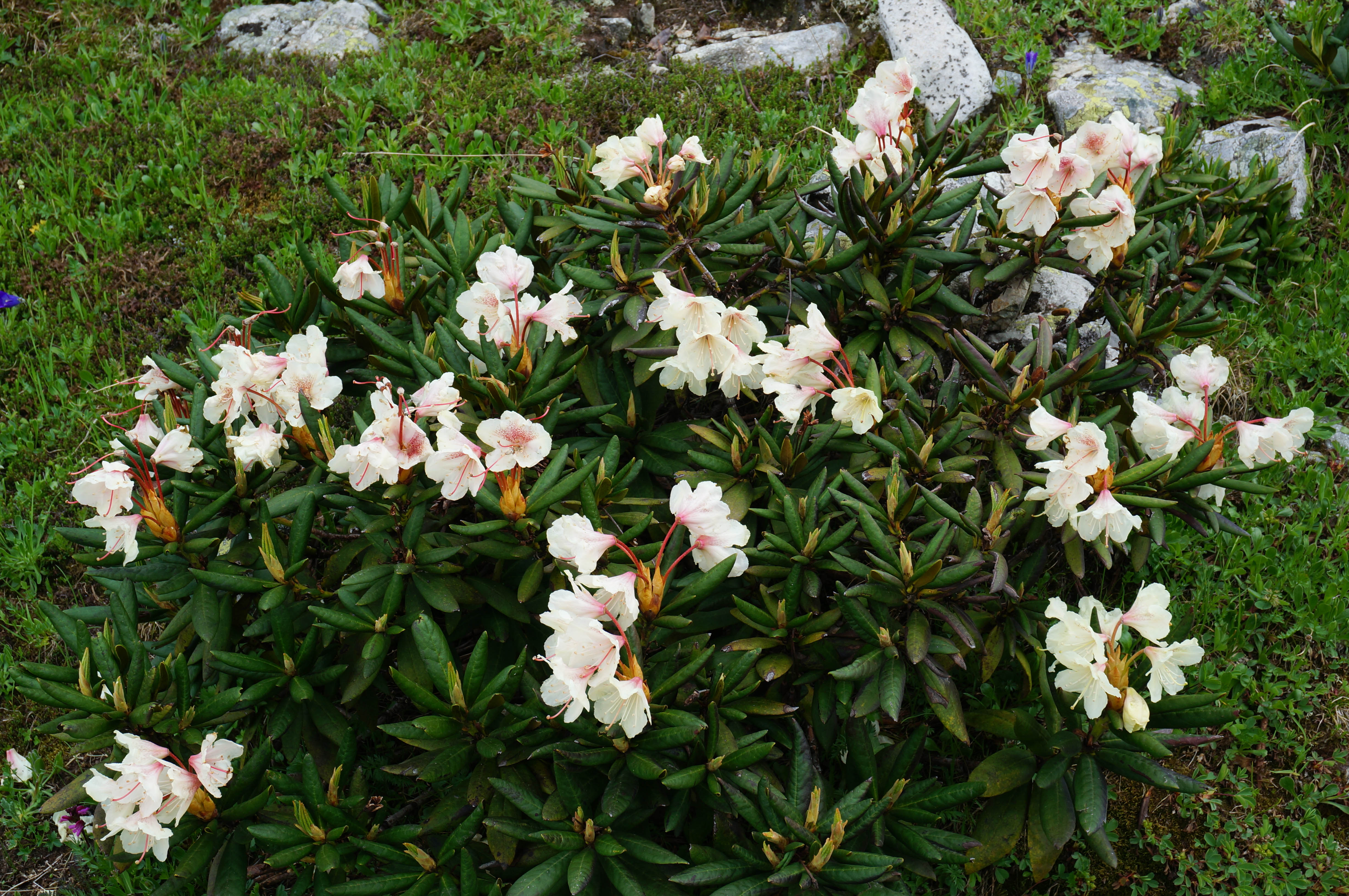 Поход на Кавказ. Загеданские озера (27/85)