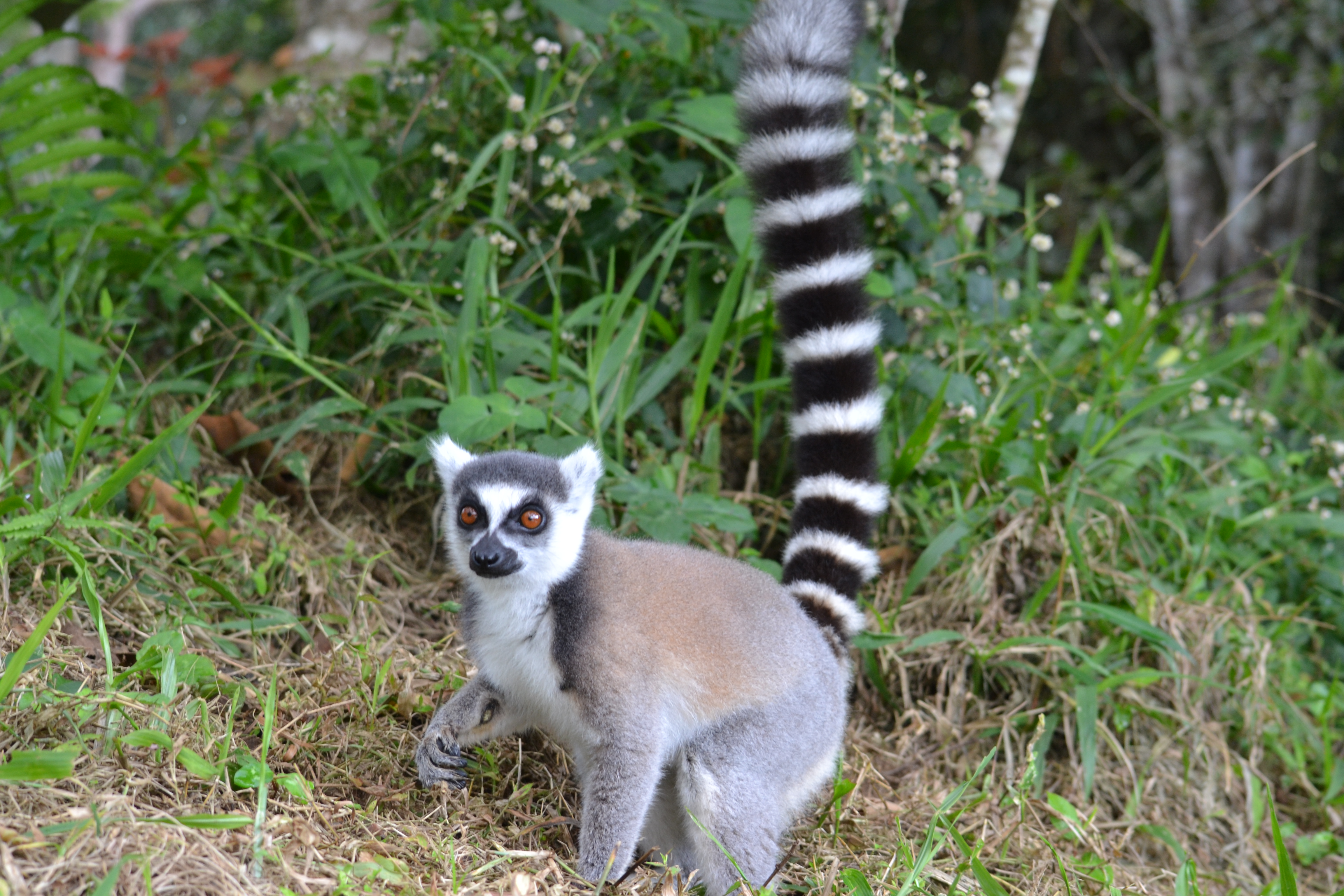 Мадагаскар. Люксовый тур на частном самолёте (12/27)