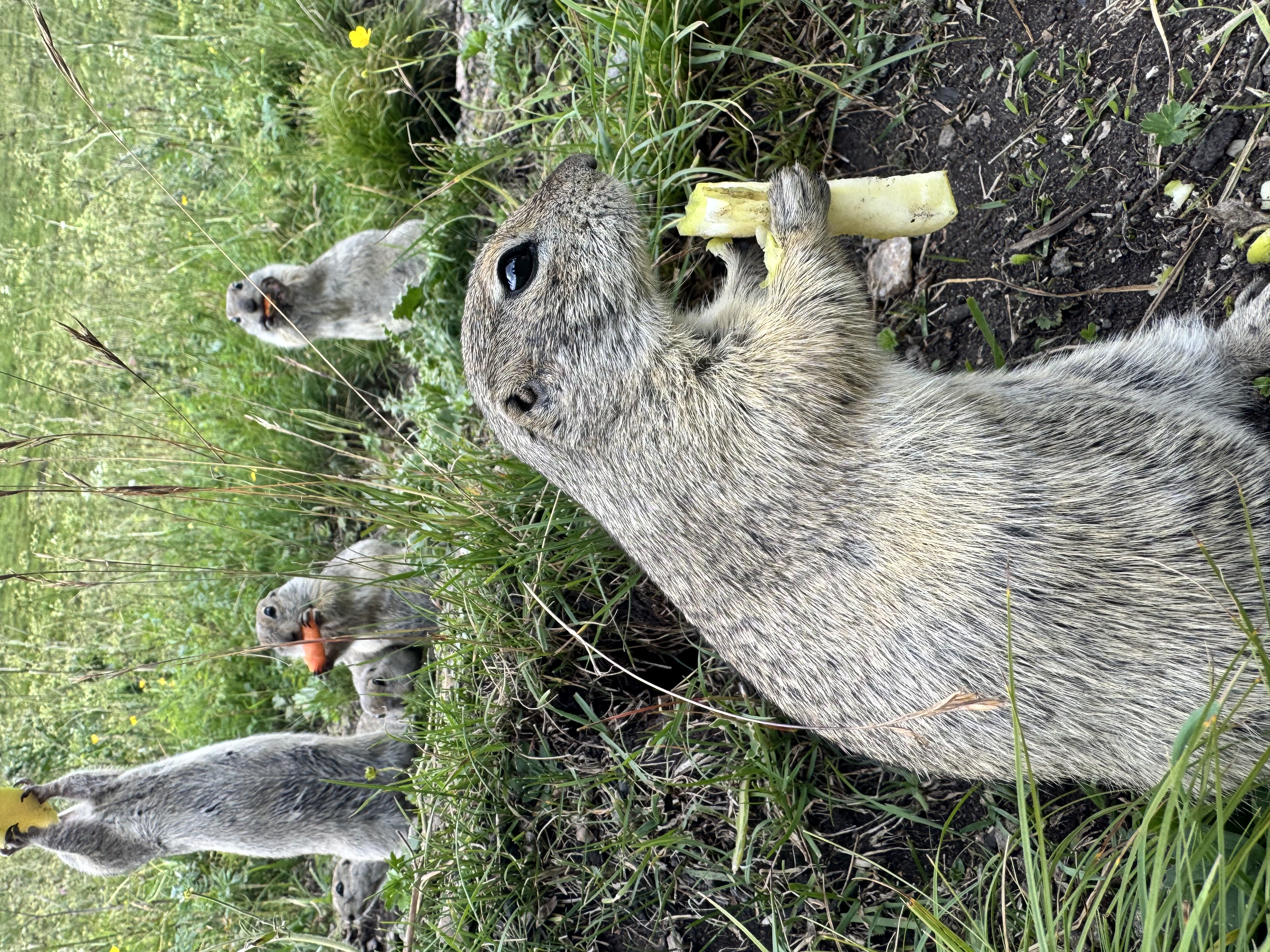 Экскурсия на джипе в Джилысу: красота Кавказа в одном маршруте! (Индивидуальный тур) (16/16)